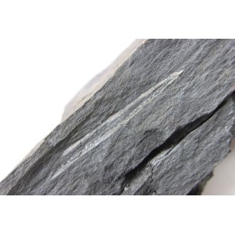 Intéressant GRAPTOLITES Didymograptus artus - Ordovician - fmt de Treveusot - La Dominelais - BRITANY- FRANCE