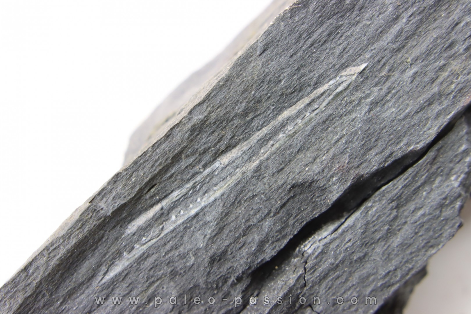 Intéressant GRAPTOLITES Didymograptus artus - Ordovician - fmt de Treveusot - La Dominelais - BRITANY- FRANCE