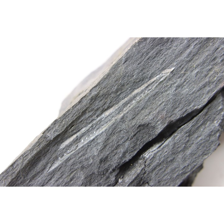 Intéressant GRAPTOLITES Didymograptus artus - Ordovician - fmt de Treveusot - La Dominelais - BRITANY- FRANCE