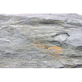 Intéressant GRAPTOLITES Didymograptus artus - Ordovicien - fmt de Treveusot  - La Dominelais - BRETAGNE - FRANCE