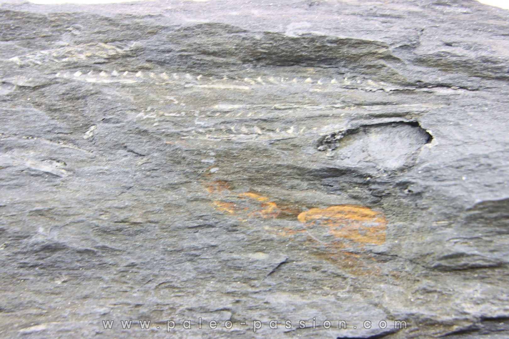 Intéressant GRAPTOLITES Didymograptus artus - Ordovician - fmt de Treveusot - La Dominelais - BRITANY- FRANCE