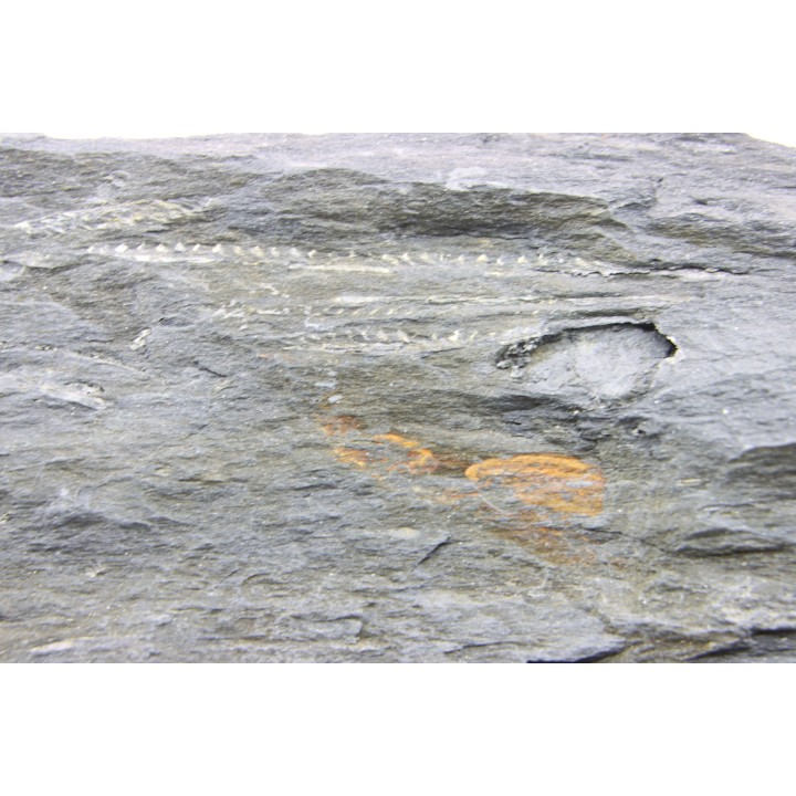 Intéressant GRAPTOLITES Didymograptus artus - Ordovician - fmt de Treveusot - La Dominelais - BRITANY- FRANCE