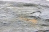 Intéressant GRAPTOLITES Didymograptus artus - Ordovician - fmt de Treveusot - La Dominelais - BRITANY- FRANCE