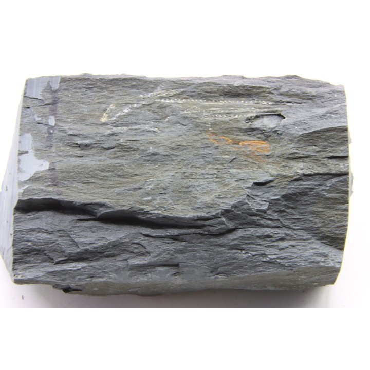 Intéressant GRAPTOLITES Didymograptus artus - Ordovician - fmt de Treveusot - La Dominelais - BRITANY- FRANCE