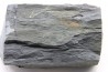 Intéressant GRAPTOLITES Didymograptus artus - Ordovician - fmt de Treveusot - La Dominelais - BRITANY- FRANCE