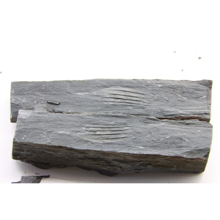 Intéressant GRAPTOLITES Didymograptus artus - Ordovician - fmt de Treveusot - La Dominelais - BRITANY- FRANCE