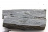 Intéressant GRAPTOLITES Didymograptus artus - Ordovicien - fmt de Treveusot  - La Dominelais - BRETAGNE - FRANCE
