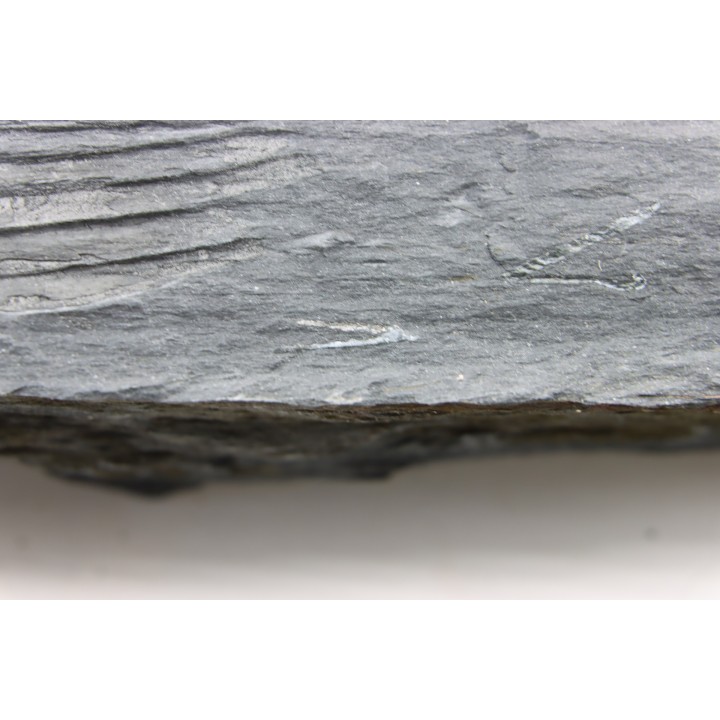 Intéressant GRAPTOLITES Didymograptus artus - Ordovician - fmt de Treveusot - La Dominelais - BRITANY- FRANCE