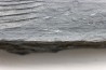 Intéressant GRAPTOLITES Didymograptus artus - Ordovicien - fmt de Treveusot  - La Dominelais - BRETAGNE - FRANCE