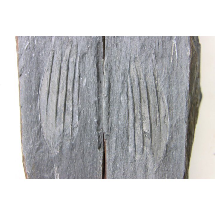 Intéressant GRAPTOLITES Didymograptus artus - Ordovician - fmt de Treveusot - La Dominelais - BRITANY- FRANCE