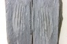 Intéressant GRAPTOLITES Didymograptus artus - Ordovician - fmt de Treveusot - La Dominelais - BRITANY- FRANCE