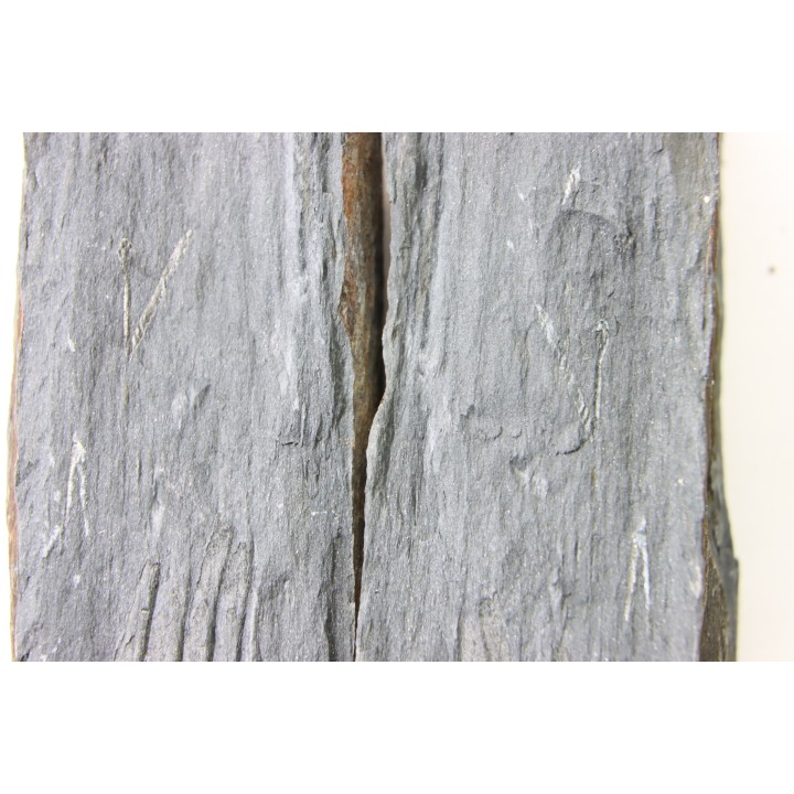 Intéressant GRAPTOLITES Didymograptus artus - Ordovicien - fmt de Treveusot  - La Dominelais - BRETAGNE - FRANCE