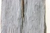 Intéressant GRAPTOLITES Didymograptus artus - Ordovicien - fmt de Treveusot  - La Dominelais - BRETAGNE - FRANCE