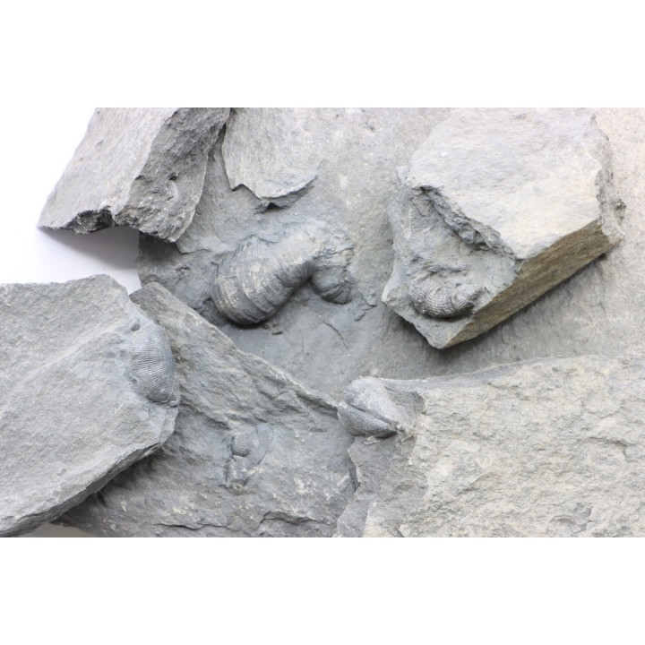Interesting set of unprepared fossils - "fauna of the Devonian of Reistegne", Belgium  - eifelian / givetian