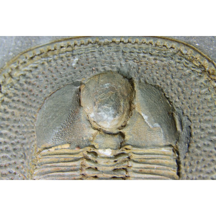 Trilobite aveugle TOP! : Declivolithus titan - ordovicien – Jbel Tijarfaiouine, MAROC