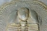 Trilobite aveugle TOP! : Declivolithus titan - ordovicien – Jbel Tijarfaiouine, MAROC