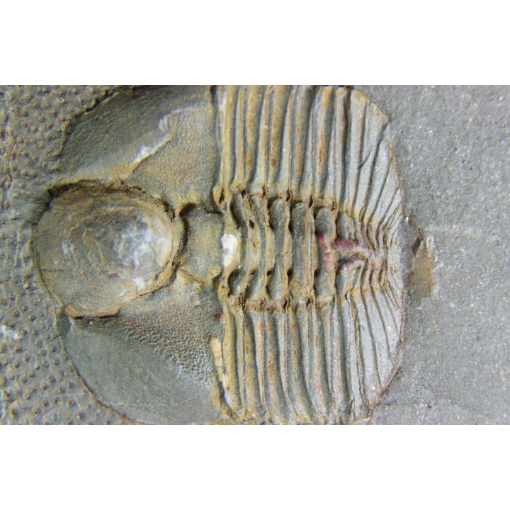 BLIND TRILOBITE: Declivolithus titan - ordovician - Ktaoua Fmt - Jbel Tijarfaiouine, MOROCCO