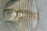 Trilobite aveugle TOP! : Declivolithus titan - ordovicien – Jbel Tijarfaiouine, MAROC