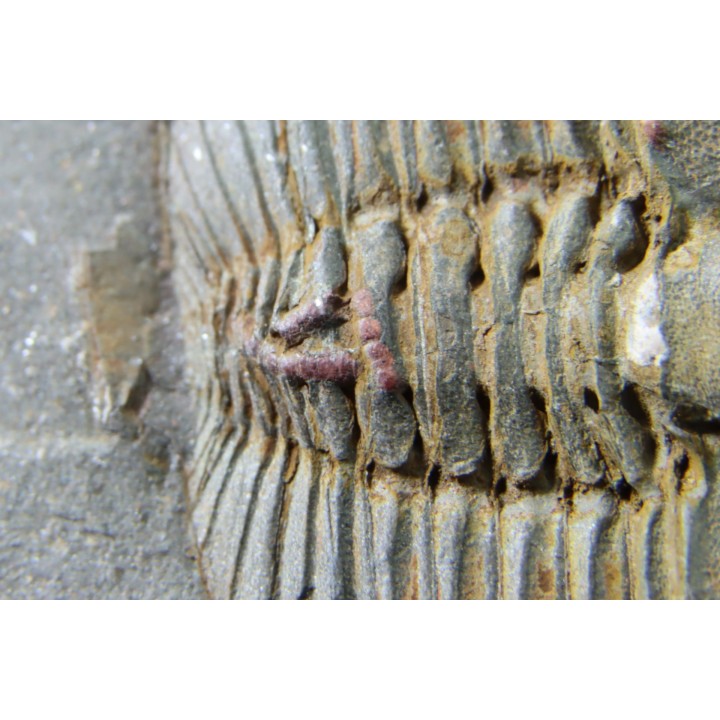 Trilobite aveugle TOP! : Declivolithus titan - ordovicien – Jbel Tijarfaiouine, MAROC