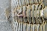 BLIND TRILOBITE: Declivolithus titan - ordovician - Ktaoua Fmt - Jbel Tijarfaiouine, MOROCCO
