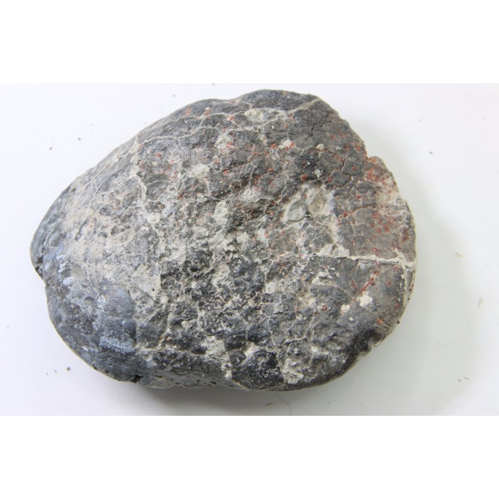 Scute d Ankylosaure - Hell Creek  Formation - Dawson Conty, Montana, USA