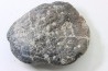 Scute d Ankylosaure - Hell Creek  Formation - Dawson Conty, Montana, USA