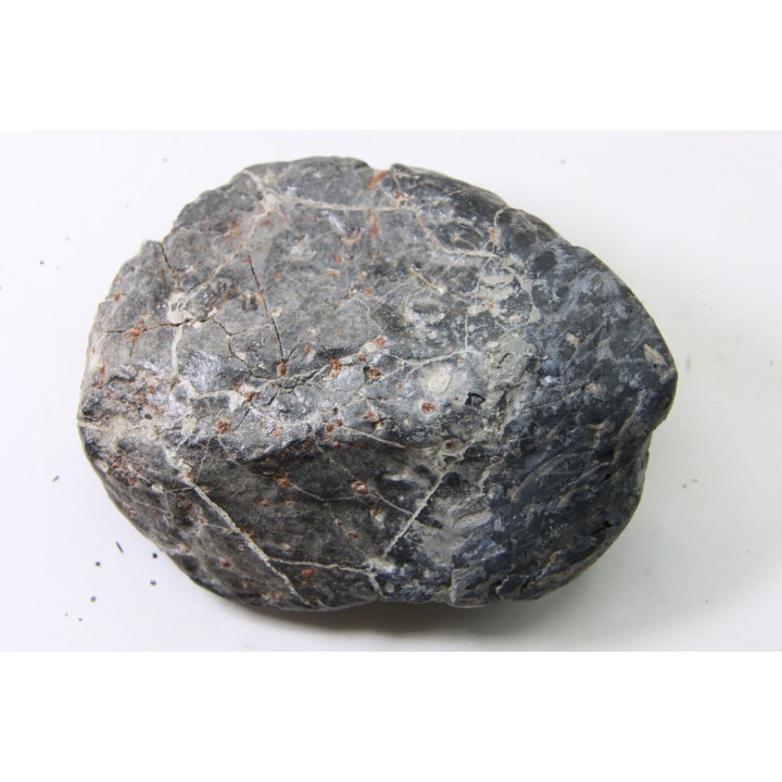 Scute d Ankylosaure - Hell Creek  Formation - Dawson Conty, Montana, USA