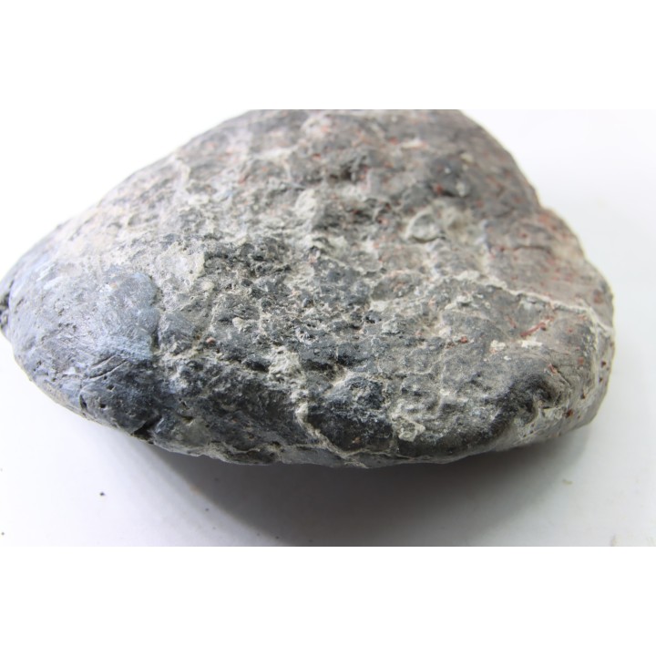 Scute d Ankylosaure - Hell Creek  Formation - Dawson Conty, Montana, USA