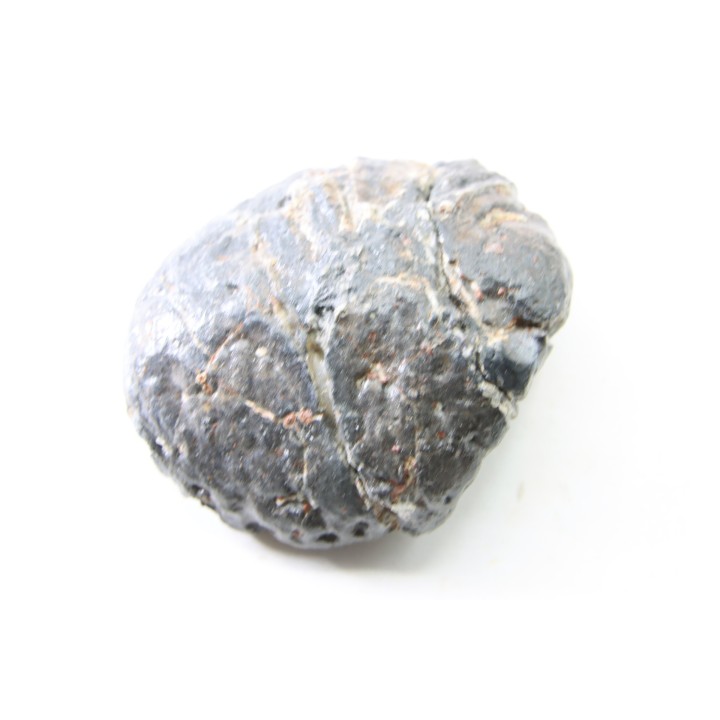 Ankylosaur scute - Hell Creek  Formation - Dawson Conty, Montana, USA