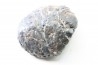 Scute d Ankylosaure - Hell Creek  Formation - Dawson Conty, Montana, USA