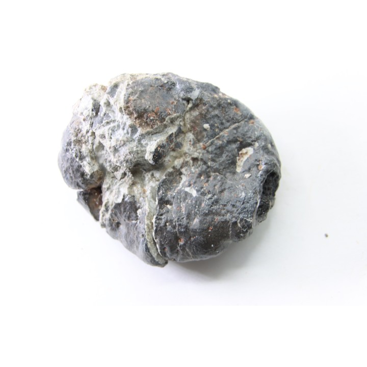 Scute d Ankylosaure - Hell Creek  Formation - Dawson Conty, Montana, USA