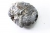 Scute d Ankylosaure - Hell Creek  Formation - Dawson Conty, Montana, USA