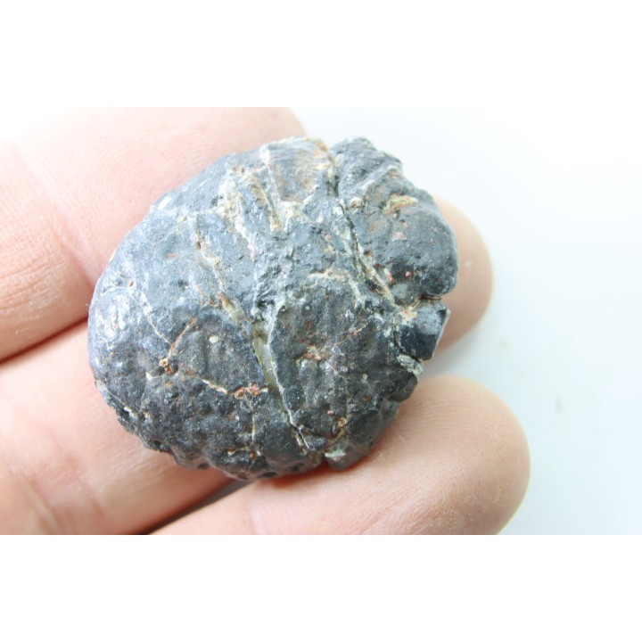 Scute d Ankylosaure - Hell Creek  Formation - Dawson Conty, Montana, USA
