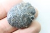 Scute d Ankylosaure - Hell Creek  Formation - Dawson Conty, Montana, USA