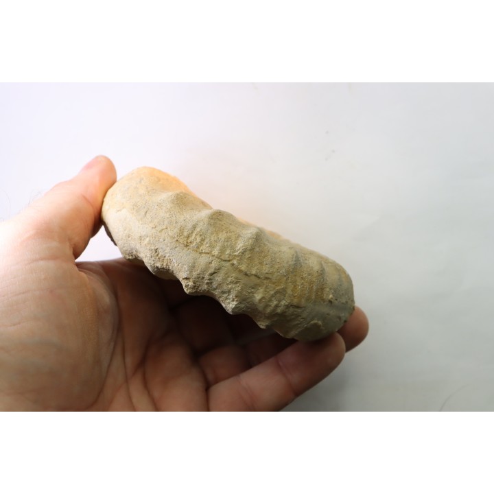 Subgrossouvria famula - callovian - Montreuil Bellay - FRANCE