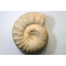 Subgrossouvria famula - callovian - Montreuil Bellay - FRANCE