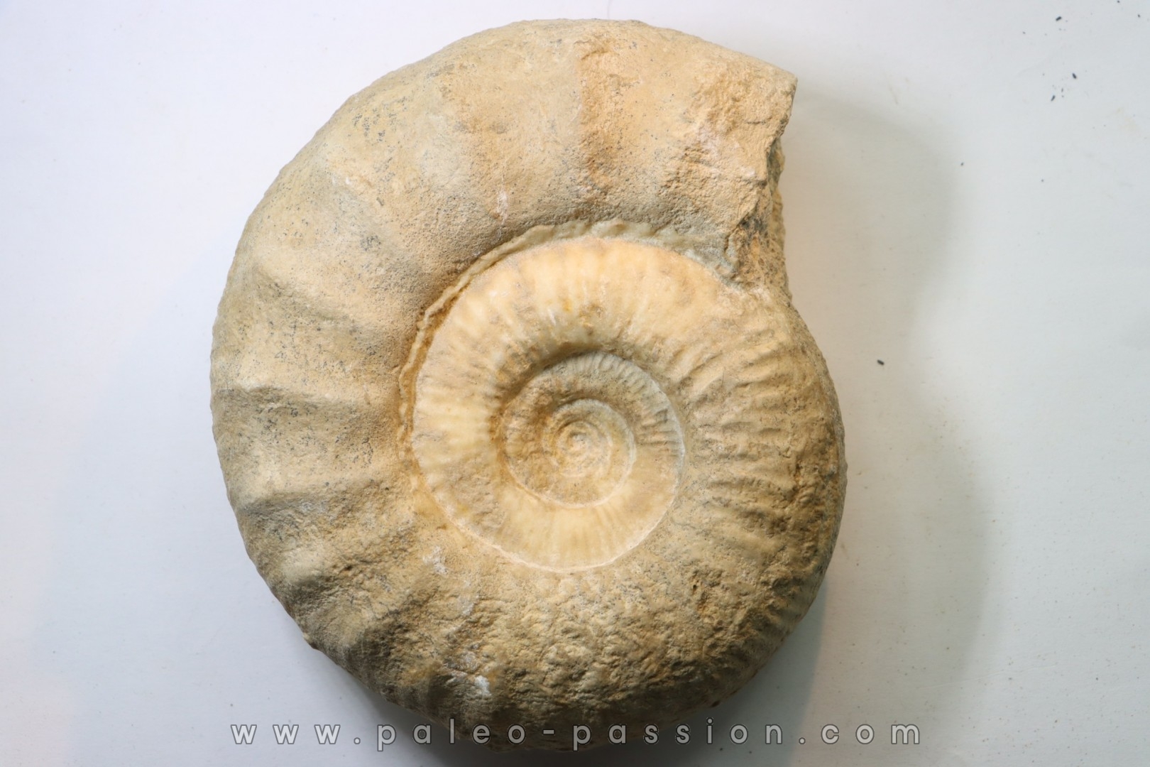 Subgrossouvria famula - callovian - Montreuil Bellay - FRANCE