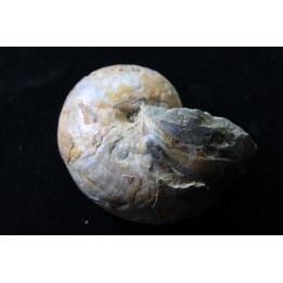 nautile avec coquille, CYMATOCERAS SAKALAVUM - Albien - Mahajanga, Madagascar