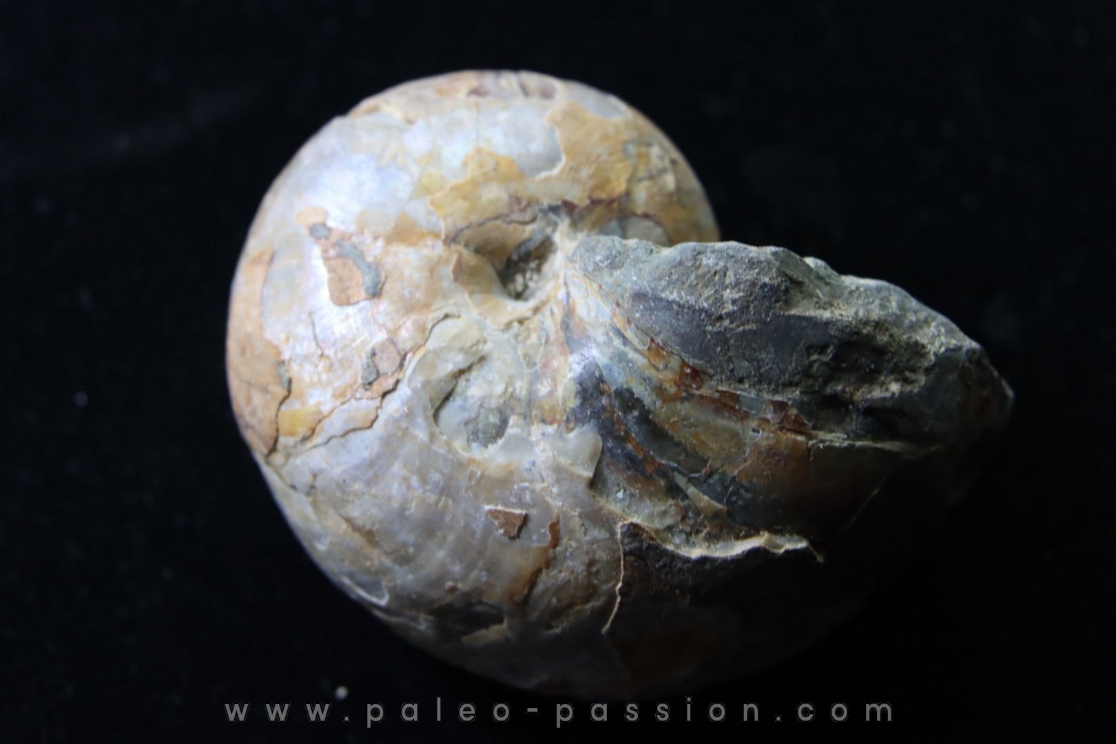 nautilus with shell: CYMATOCERAS SAKALAVUM - Albien - Mahajanga, Madagascar