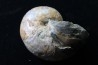nautile avec coquille, CYMATOCERAS SAKALAVUM - Albien - Mahajanga, Madagascar