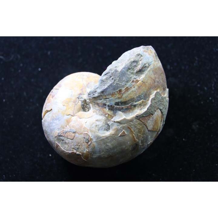nautile avec coquille, CYMATOCERAS SAKALAVUM - Albien - Mahajanga, Madagascar