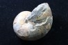 nautilus with shell: CYMATOCERAS SAKALAVUM - Albien - Mahajanga, Madagascar