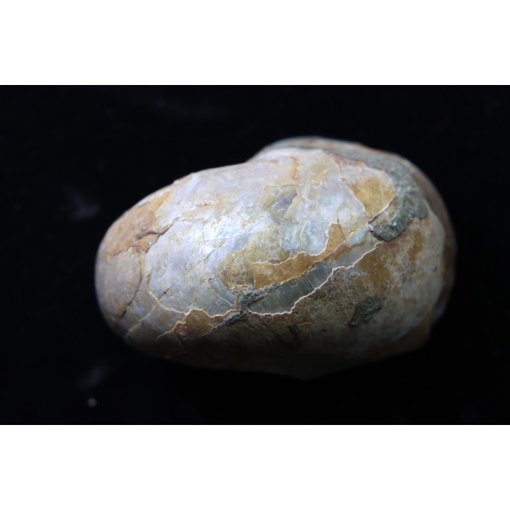 nautile avec coquille, CYMATOCERAS SAKALAVUM - Albien - Mahajanga, Madagascar