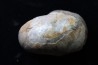 nautile avec coquille, CYMATOCERAS SAKALAVUM - Albien - Mahajanga, Madagascar
