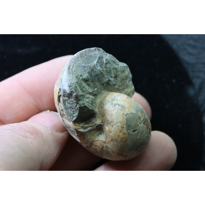 nautile avec coquille, CYMATOCERAS SAKALAVUM - Albien - Mahajanga, Madagascar
