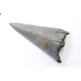rostre de poisson (inférieur) MARLIN // Miocène // Caroline du sud - USA