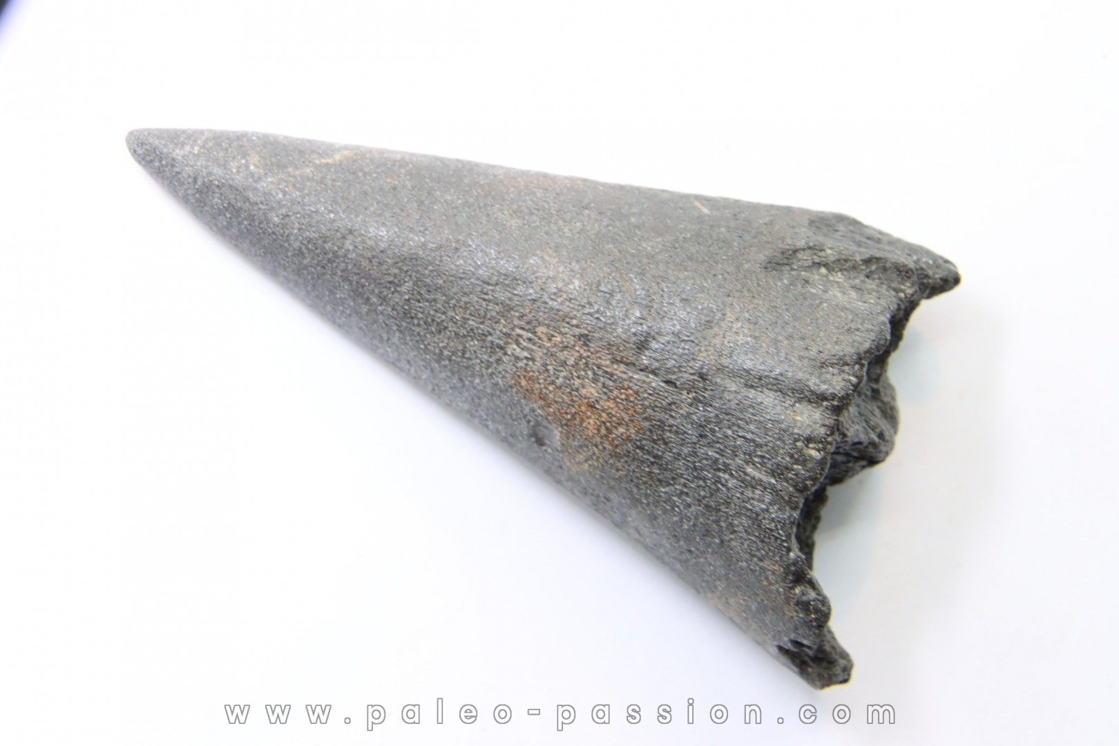 rostre de poisson (inférieur) MARLIN // Miocène // Caroline du sud - USA