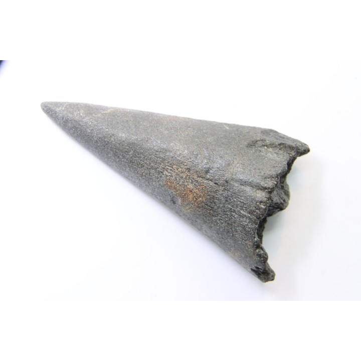 billfish rostrum (lower jaw) MARLIN  Miocene  south Carolina  - USA