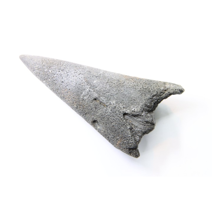 billfish rostrum (lower jaw) MARLIN  Miocene  south Carolina  - USA