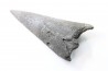 billfish rostrum (lower jaw) MARLIN  Miocene  south Carolina  - USA